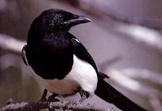Solitary Magpie