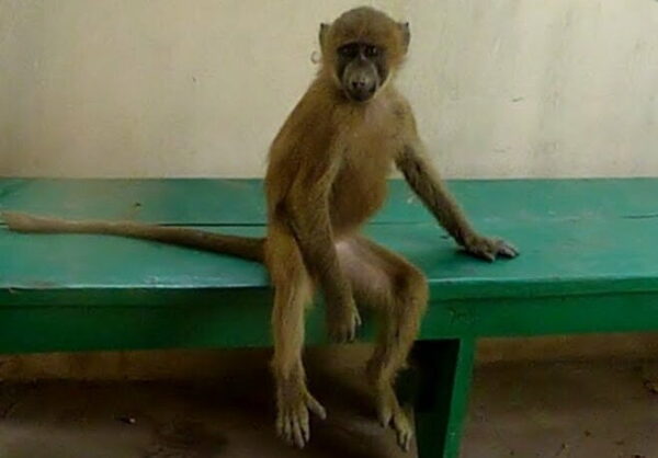 a monkey looking relaxed sitting on a green bench in The Gambia