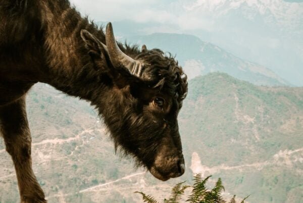 a cow in mountains