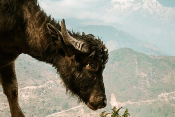 a cow in mountains