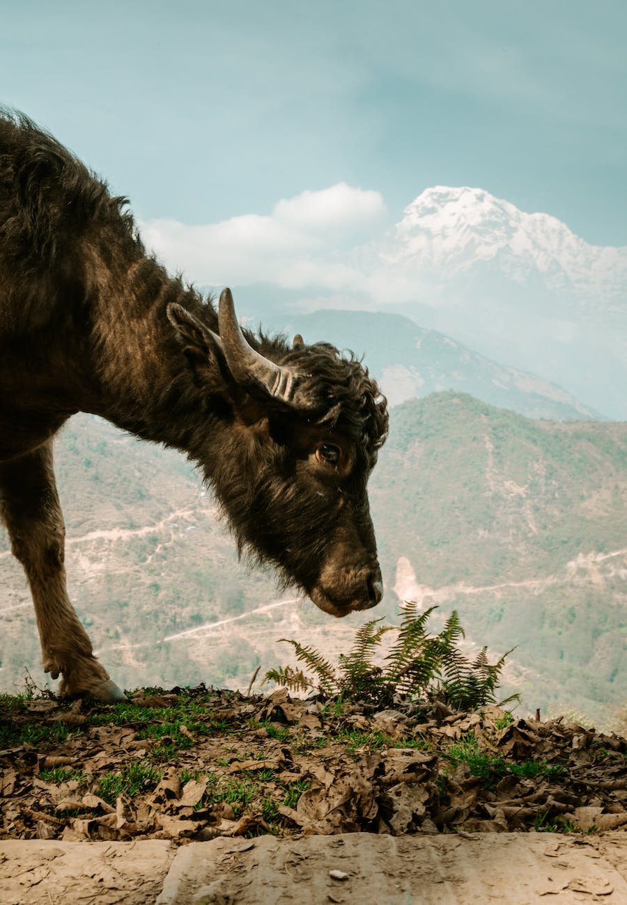 a cow in mountains