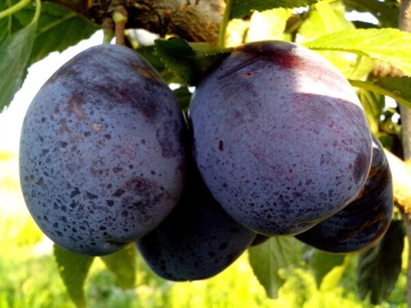 blue plums