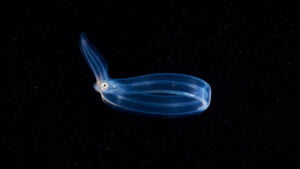 Eel larvae - Leptocephalus by Alexander Semenov