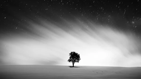 A lone tree